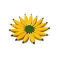 Fruteira de Mesa - Madeira