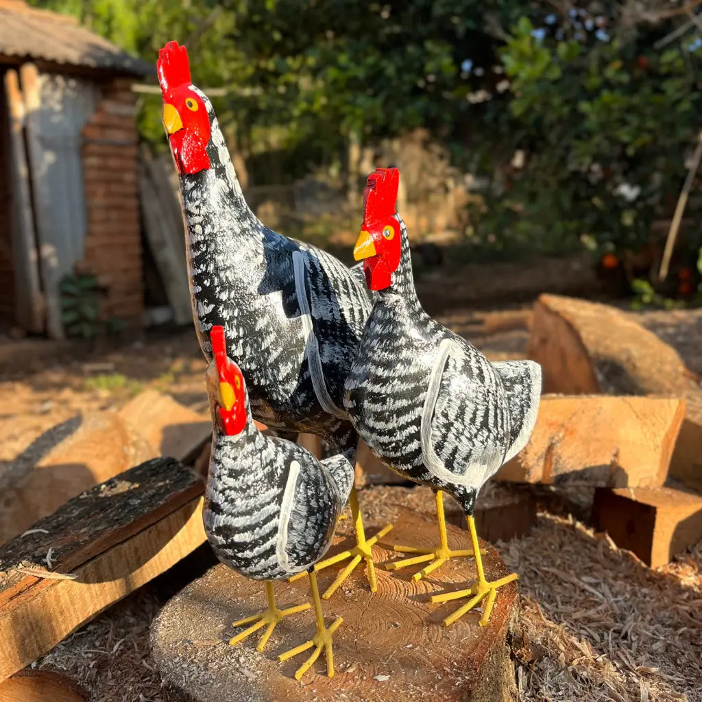 galinha-caipira-madeira-preta