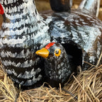 "Detalhes do pintinho embaixo da asa da galinha"